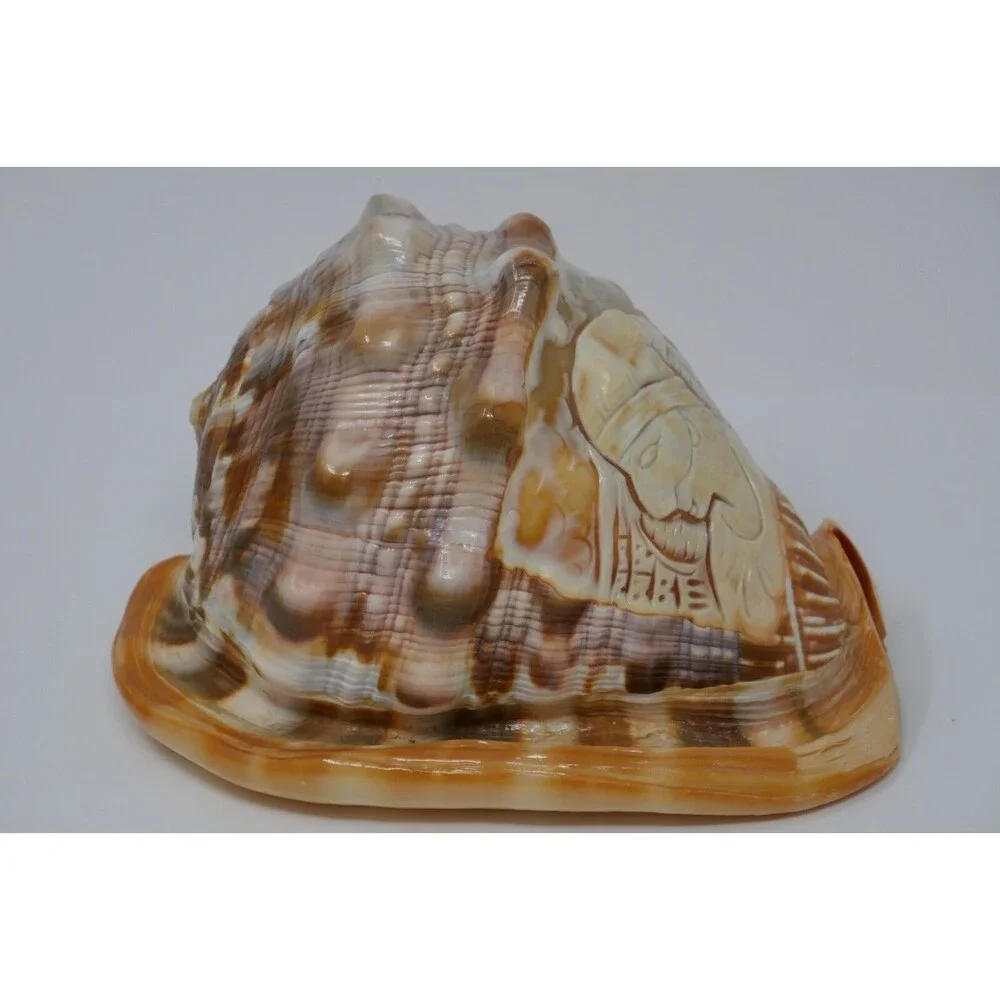 Carved Cameo Helmet Conch Shell Seashell Masquerade Masked Man